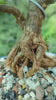Bonsai - B5