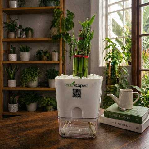 Lucky Bamboo — EcoScapers Pakistan