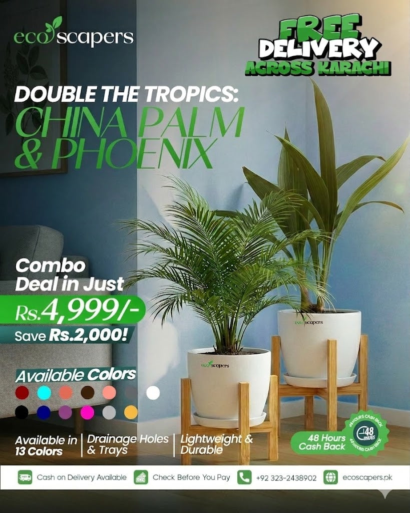 China Palm & Phoenix Palm Indoor Plant Combo